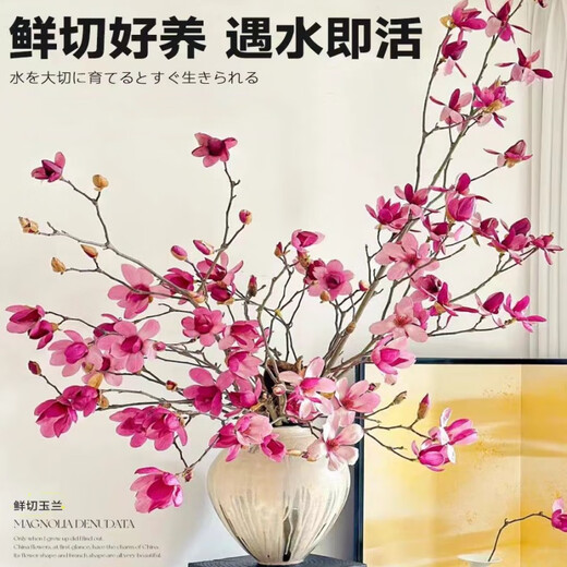 Xingxiang hydroponic plant Magnolia flowers dried branches fresh cut flowers bloom when exposed to water Purple Magnolia 60~80cm 4 branches straight from the source