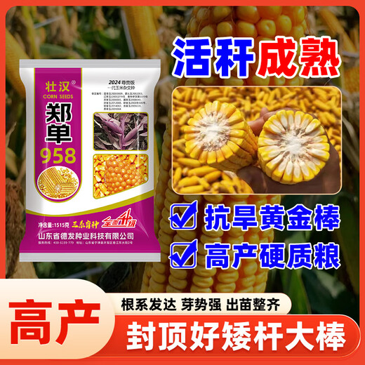 Zhuanghan Academy of Agricultural Sciences corn seeds with short stems, lodging resistance, drought resistance and high yield double stems upgraded disease-resistant golden grain bract grain seeds Academy of Agricultural Sciences golden grain 1515g, resistance to lodging and stable yield