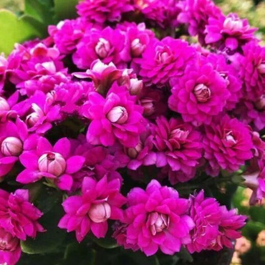 Kalanchoe potted plant with double large flowers and buds is a flower plant that blooms indoors in all seasons and is easy to grow. 12. Golden Fox (with buds) comes with fertilizer and does not include a pot.