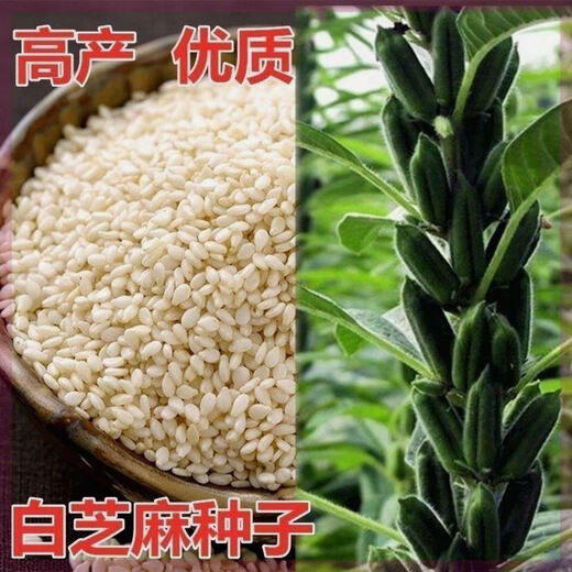 Black sesame seeds white sesame seeds oil extraction Academy of Agricultural Sciences hybrid high oil stable yield short stem eight-edge seed base special ultra-high sesame seed king original 100g bag