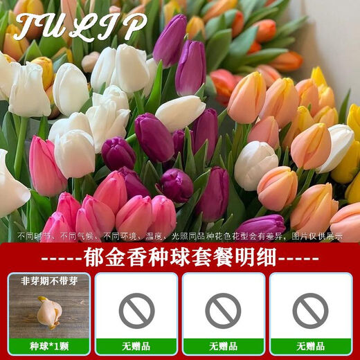 Imported hydroponic tulip bulbs, large five-degree bulbs, soil-cultivated tulip bulbs, cold-resistant, blooming in winter, easy to maintain, 1 bulb, trial planting/no gifts, 11-12cm circumference