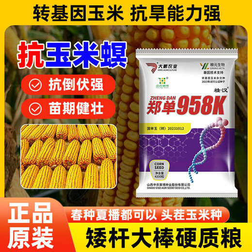 Zhuanghan Transgenic Academy of Agricultural Sciences Corn Seeds Upgraded High-Yielding Insect-Resistant Sticks Lodging-Resistant Drought-Resistant Hard Grain Corn Seeds Insect-Resistant and Pest-Free 4200 Grains Genetically Modified Cap Good