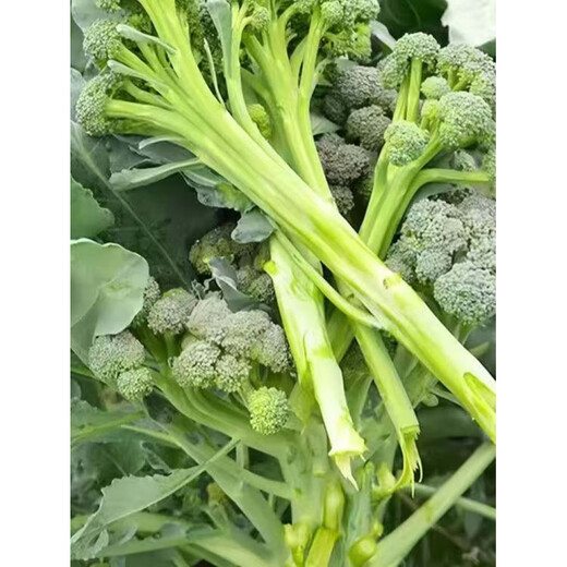 Broccoli moss seedlings, cauliflower seedlings, soil seedlings, broccoli moss seedlings, vegetable seedlings, four seasons broccoli, 10 broccoli moss seedlings, tender and sweet