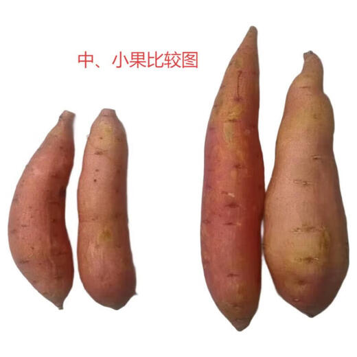 Authentic Tobacco Potato No. 25 Oily and Honey Roasted Sweet Potato Sweet Potato Origin Straight Hair Sweet Potato Net Weight 4.5Jin Jin equals 0.5kg 150-400g