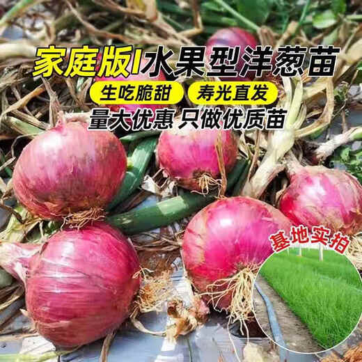 Onion seedlings, Shandong purple-skinned onion seedlings, fruit onion seedlings, cold-resistant and easy to live, freshly planted seedlings, dug and sold now, purple-skinned onion seedlings, 100 pieces