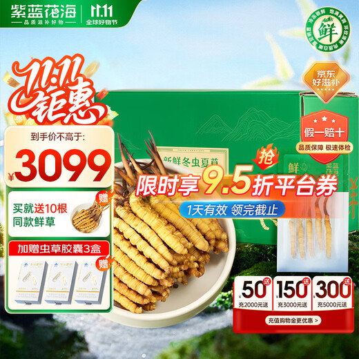 紫蓝花海新鲜冬虫夏草头茬鲜虫草自用送礼佳品礼盒装 0.5-0.6克/根 100根