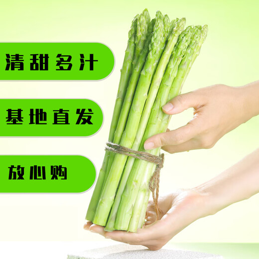 Home of Asparagus First Green Asparagus, Tender Asparagus, Fruit Asparagus, Supermarket Quality Mid-Autumn Festival Steak, Western Food Partner, Intermediate Asparagus, About 0.8 in Diameter, 300g Taste Pack