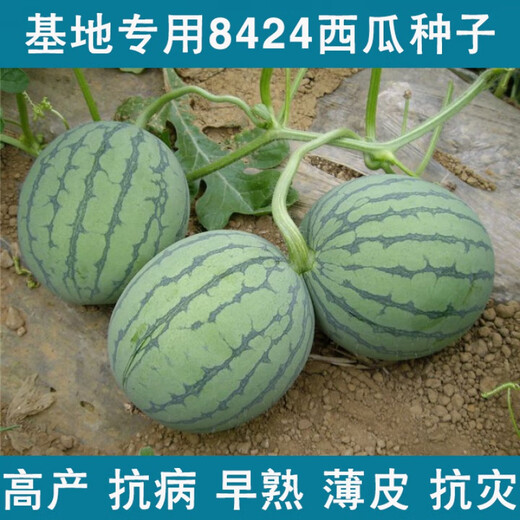 Wei Meng Meidu Red Crisp Hand Southern Zaojia 8424 Watermelon Seeds Seedless Seeds Extra Large Watermelon Seeds Early Ripening Kirin Melon Original 160 capsules