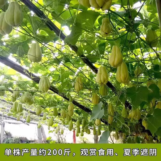Chayote seedlings, seedlings with roots, seeds, larvae seedlings, melon seedlings, handrail melon planting seedlings, 1 chayote seedling