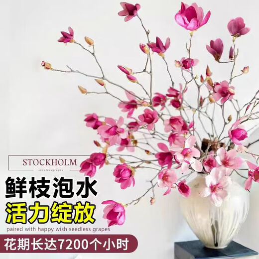 Xingxiang hydroponic plant Magnolia flowers dried branches fresh cut flowers bloom when exposed to water Purple Magnolia 60~80cm 4 branches straight from the source