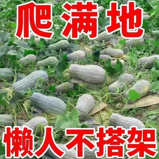 Honey Pumpkin Seeds Super Sweet Pumpkin Seeds Sweet Pumpkin Seeds Sweet Pumpkin Seeds Early Maturity High Yield Four Seasons Sowing 5 Packs Pumpkin Seeds