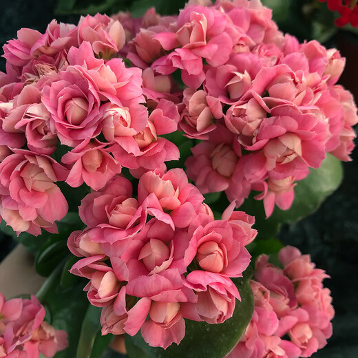 Kalanchoe potted plant with double large flowers and buds is a flower plant that blooms indoors in all seasons and is easy to grow. 12. Golden Fox (with buds) comes with fertilizer and does not include a pot.