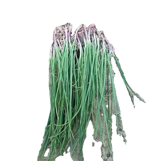 Fruit onion seedlings, authentic purple-skinned onion seedlings with roots, two red oblate red onion seedlings, purple-skinned onion seedlings, 50 pieces, authentic