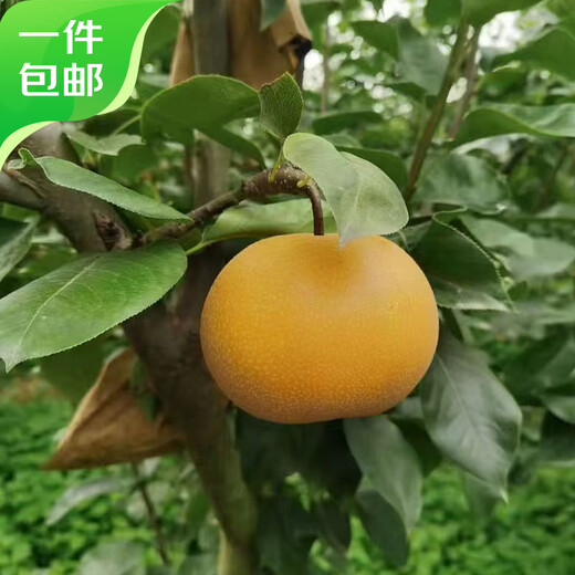 Jingxiansheng Shandong Yantai Laiyang Qiuyue Pear Net weight 4Jin Jin is equal to 0.5kg Single fruit 200g+ Fresh fruit Straight from the source