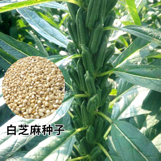 Black sesame seeds white sesame seeds oil extraction Academy of Agricultural Sciences hybrid high oil stable yield short stem eight-edge seed base special ultra-high sesame seed king original 100g bag