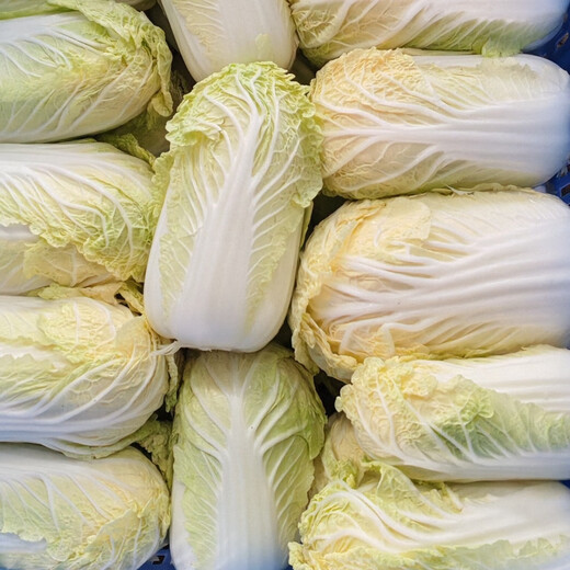 Yunnan high mountain fresh baby cabbage salad vegetables breakfast vegetables and fruits freshly harvested fresh baby cabbage (3 plants)*1 pack