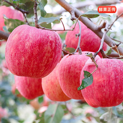 Jingdida Yantai Qixia Red Fuji apple net weight 4.5Jin Jin is equal to 0.5kg. Single fruit is about 193g. Yantai apple fruit is sent directly from the source.