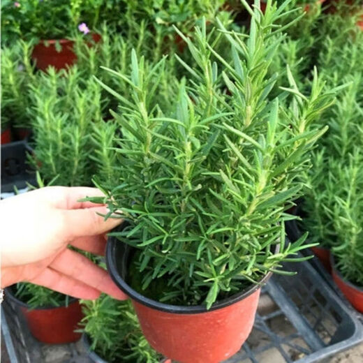 Rosemary seedling potted edible mosquito repellent plant vanilla mint seedling green plant indoor fried steak hydroponic flowers 1 rosemary pot with an overall height of about 25cm + gray starry water-absorbing basin + fertilizer