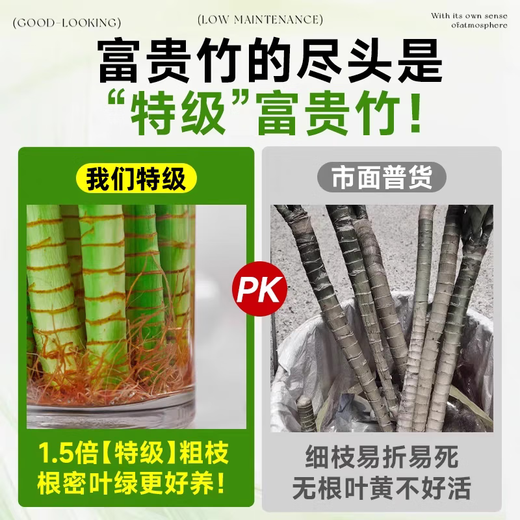 Hydroponic plant Lucky Bamboo Bird of Paradise White Palm Duck Foot Wood Indoor Rice Bamboo Green Plant Flowers Office Desktop Easy to Grow 10 Rice Bamboo 35-45cm + Nutrient Solution No Pots No Specifications