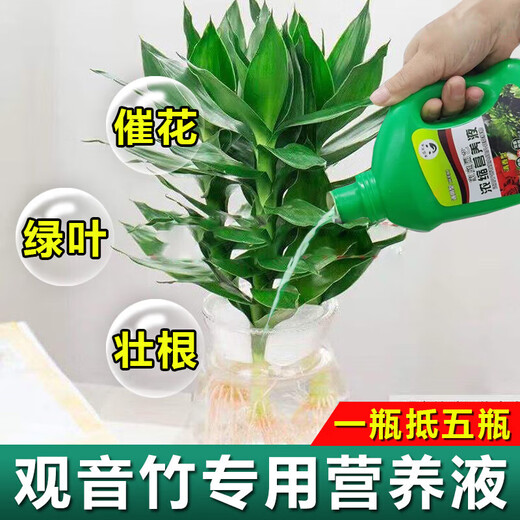 OUOETY Guanyin Bambus-Nährstofflösung Lucky Bamboo Hydroponic Plant Universal Rooted Water Root Spezialdünger Behandelt speziell gelbe Blätter Lucky Bamboo Special Nutrient Solution 2 Flaschen