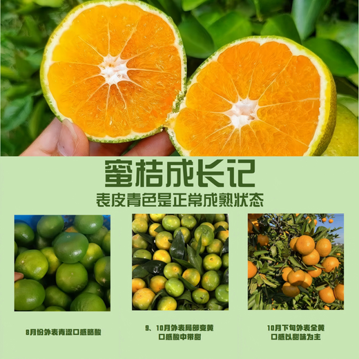 酸甜云南新鲜青橘孕妇青皮当季无籽橘子桔子薄皮水果多汁一整箱 250g 55-60mm