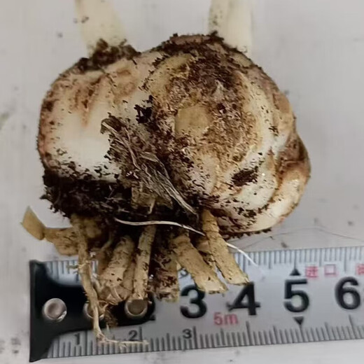 Lily potted flowers bloom in all seasons with buds. Perfume lily indoor and outdoor flower potted lily bulb seeds. Individual bulb colors are random. Pot soil not included. Diameter 4-5 cm.