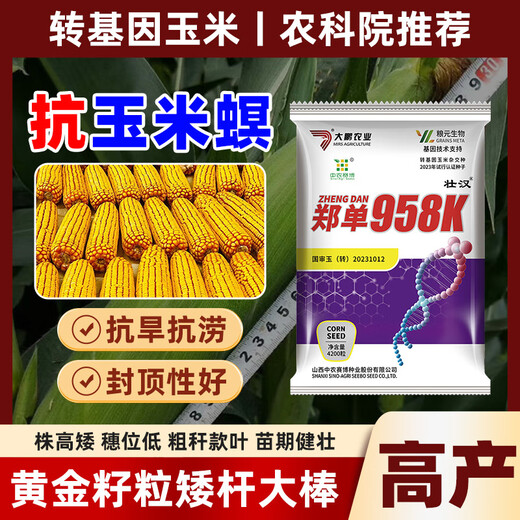 Zhuanghan Transgenic Academy of Agricultural Sciences Corn Seeds Upgraded High-Yielding Insect-Resistant Sticks Lodging-Resistant Drought-Resistant Hard Grain Corn Seeds Insect-Resistant and Pest-Free 4200 Grains Genetically Modified Cap Good