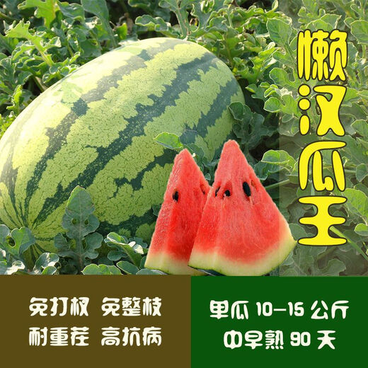 Fruit set, strawberry, cherry tomatoes, croissant, honey, watermelon, balcony potted plants, farmhouse garden melon seeds, all kinds of Lazy Man’s Melon King watermelon seeds, 2 packs, about 100 seeds