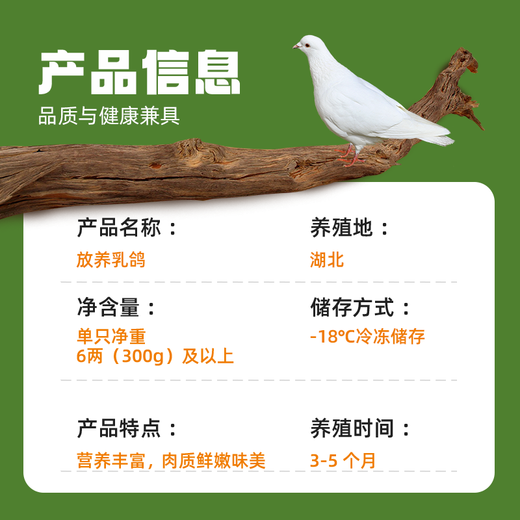 BOZAIJIA free-range pigeons in the forest, net weight 3.6 Jin [Jin equals 0.5 kg] 6 pieces in total, fresh earthy pigeon meat, free-range pigeon soup, direct source