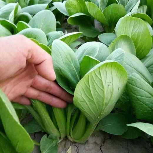 Original Shanghai Green Four Seasons Spring Autumn Rapeseed Cabbage Small Greens Fresh Vegetables April Slow May Slow Pack Shanghai Green Seeds 1 Pack About 1000 Tablets