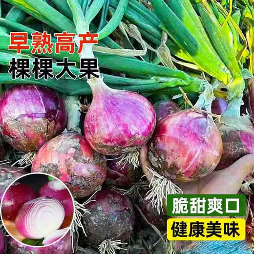 Onion seedlings, Shandong purple-skinned onion seedlings, fruit onion seedlings, cold-resistant and easy to live, freshly planted seedlings, dug and sold now, purple-skinned onion seedlings, 100 pieces