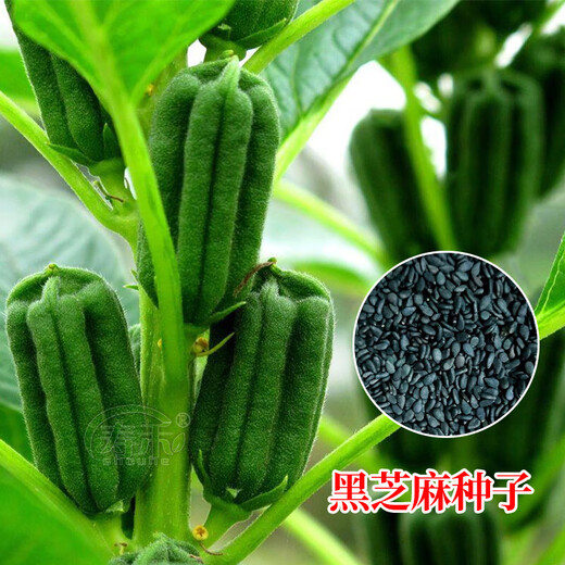 Black sesame seeds white sesame seeds oil extraction Academy of Agricultural Sciences hybrid high oil stable yield short stem eight-edge seed base special ultra-high sesame seed king original 100g bag