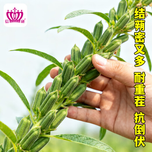 Xinyan high-yielding sesame seeds, four-sided, high-oil, multi-resistant black and white sesame seeds grown in farmers' fields in spring and summer, high-yielding white sesame seeds, Tianzhijiaozi 200g*1 bag