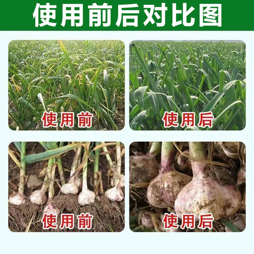 Garlic Bacteria Cleaner Original Liquid for Garlic Planting, Special for Onion, Ginger, and Garlic Ganjianling, which removes yellow leaf root rot and foliar fertilizer. One bottle of garlic bacteria cleaner.