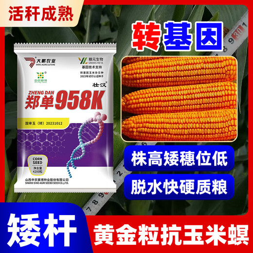 Zhuanghan Transgenic Academy of Agricultural Sciences Corn Seeds Upgraded High-Yielding Insect-Resistant Sticks Lodging-Resistant Drought-Resistant Hard Grain Corn Seeds Insect-Resistant and Pest-Free 4200 Grains Genetically Modified Cap Good