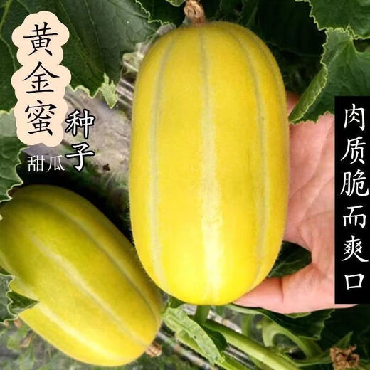 Golden dense melon seeds, melon dense seeds, Golden Road fruits, early maturing, high yield, disease resistance, extra large spring melon fruit seeds, golden dense seeds/pack, about 100 seeds, 5 packs
