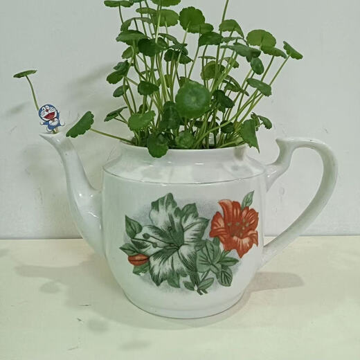 Copper money grass hydroponic potted indoor and outdoor flowers Lucky money grass green plant formaldehyde absorbing green plant large leaf plant Soil culture hydroponic copper money grass 1 pot with leaves