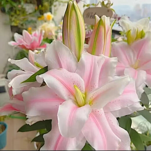 Lily potted flowers bloom in all seasons with buds. Perfume lily indoor and outdoor flower potted lily bulb seeds. Individual bulb colors are random. Pot soil not included. Diameter 4-5 cm.