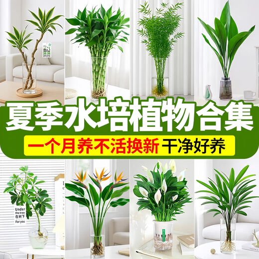 Hydroponic plant Lucky Bamboo Bird of Paradise White Palm Duck Foot Wood Indoor Rice Bamboo Green Plant Flowers Office Desktop Easy to Grow 10 Rice Bamboo 35-45cm + Nutrient Solution No Pots No Specifications