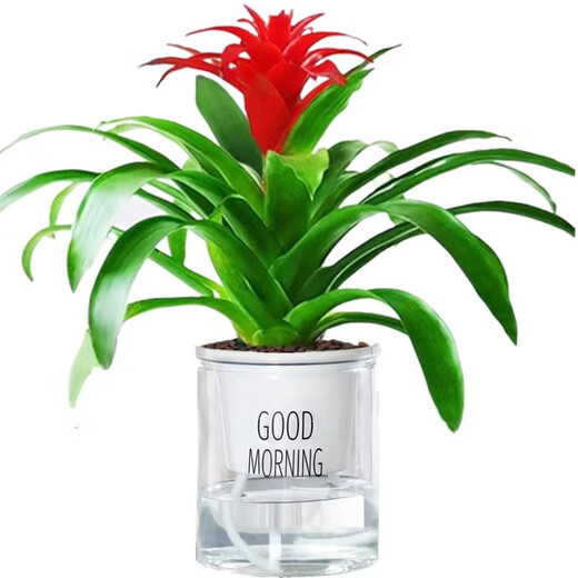 The large pot of Hongyun Dangtou potted plants is suitable for flowers placed in the living room. Indoor flowers and plants are good for feeding the four seasons. Hongyun Dangtou simple pot + nutrient solution with pot.