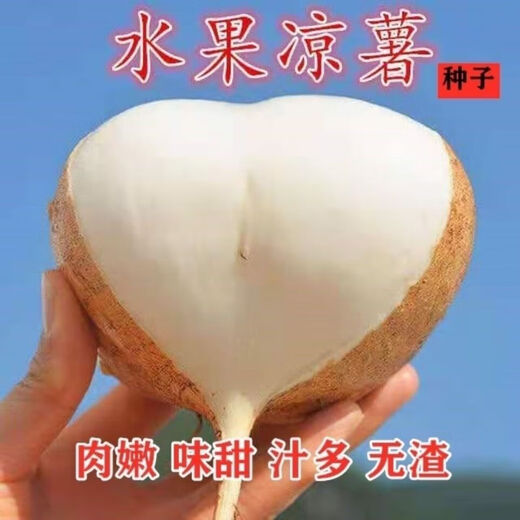 Early-maturing Muma Mountain Sweet Potato and Cold Potato Seeds Large Sweet Potato White Sweet Potato Kudzu High-yielding Spring and Autumn Sowing Fruit and Vegetable Seeds Muma Mountain Sweet Potato (Jingyam Seeds/Pack About 50 Pieces 3 Packs