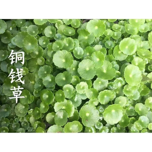 Copper money grass hydroponic potted indoor and outdoor flowers Lucky money grass green plant formaldehyde absorbing green plant large leaf plant Soil culture hydroponic copper money grass 1 pot with leaves