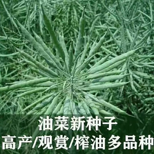 Gránulos de semillas amarillas de colza 999 de color amarillo puro para extracción de aceite, madurez temprana, alta tasa de aceite, tallos cortos, resistencia al frío, resistencia a enfermedades y resistencia al alojamiento. Semillas de colza amarillas puras 999, 1 paquete de unos 150 gramos