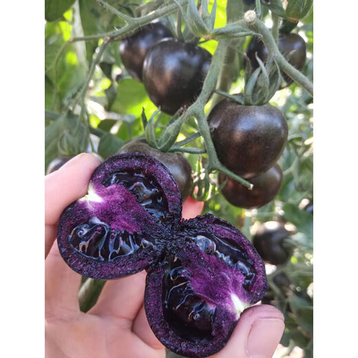 Real black tomato seeds waterfall small tomato tomato seeds balcony dwarf potted vegetable seedlings real black tomatoes 5 pieces black emperor