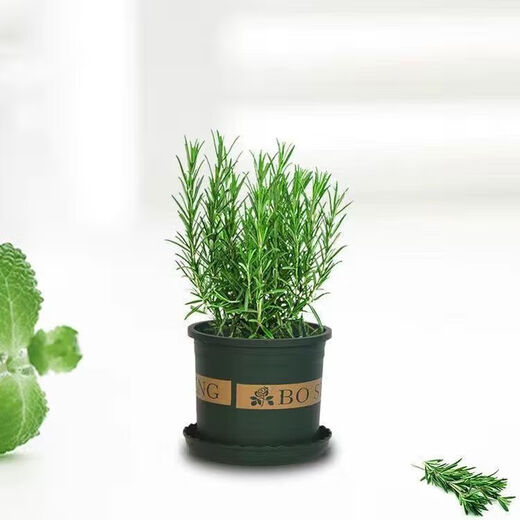 Rosemary seedling potted edible mosquito repellent plant vanilla mint seedling green plant indoor fried steak hydroponic flowers 1 rosemary pot with an overall height of about 25cm + gray starry water-absorbing basin + fertilizer