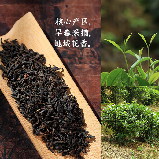Little Senior Sister Reviews Tea Guiqing 2015 Ripe Tea Sweet Mellow Black Jasmine Floral Fragrance Liubao Tea Authentic Guangxi Wuzhou Black Tea Black Jasmine 75g