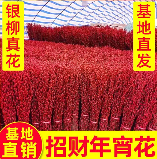 银柳真花鲜枝室内红色喜庆年宵花卉新年干花植物盆栽客厅摆件装饰 【中国红】银柳60CM高20枝 2小灯笼