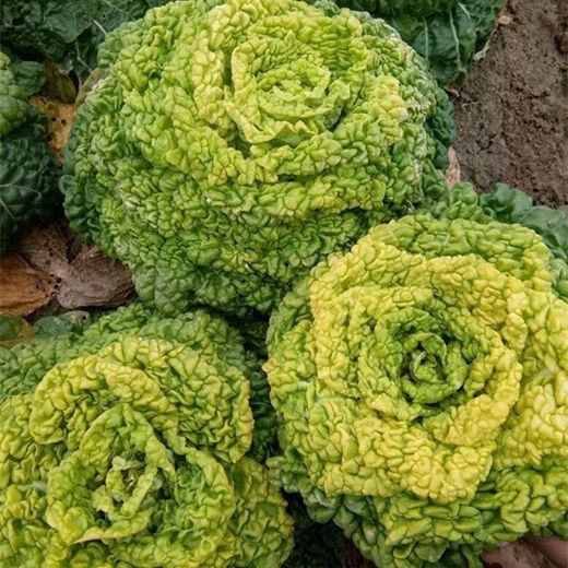 Huangxinwutaicai seedlings, chrysanthemum and cabbage seedlings, potted garden garden fields, easy to grow four-season vegetable seedlings, 10 Huangxinwutaicai plants