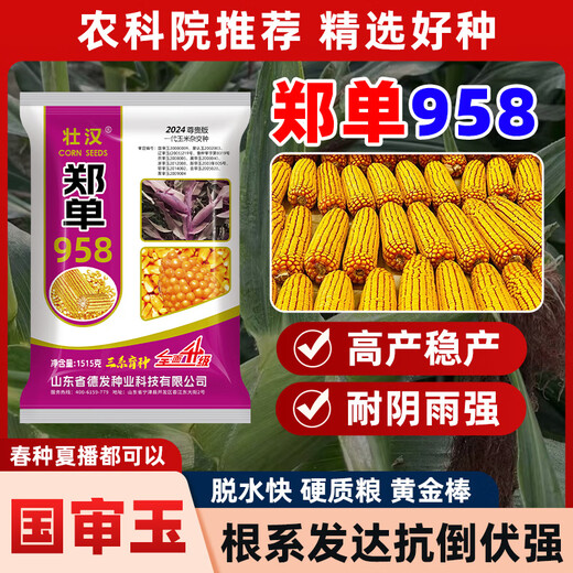 Zhuanghan Academy of Agricultural Sciences corn seeds with short stems, lodging resistance, drought resistance and high yield double stems upgraded disease-resistant golden grain bract grain seeds Academy of Agricultural Sciences golden grain 1515g, resistance to lodging and stable yield