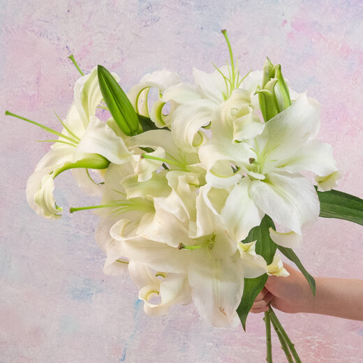 Jingdong Flowers Yunnan Kunming Flower Base Straight Hair White Perfume Lily 9 Family Life Flowers Straight Hair Source